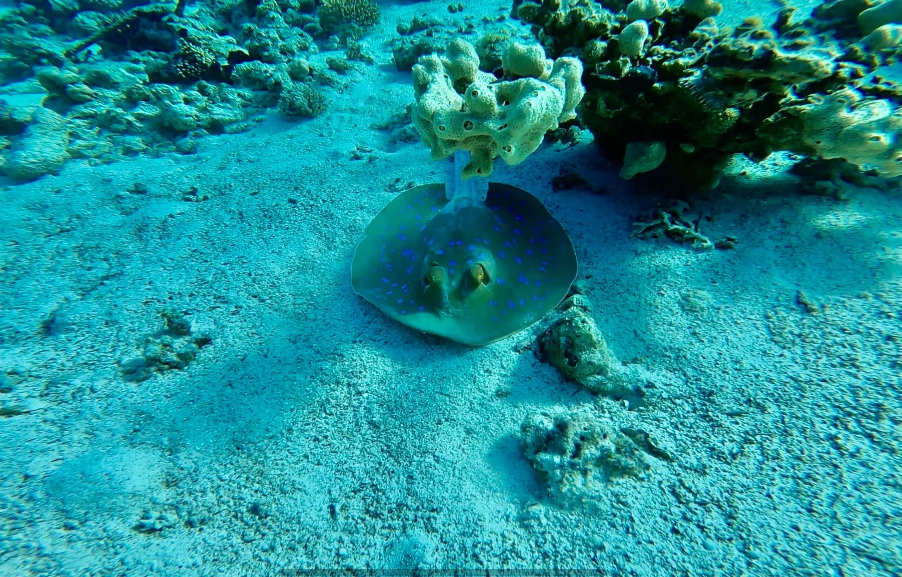 BİLYAZ Diving Center