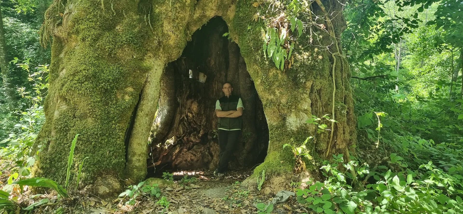 BARTIN DEV AĞAÇ