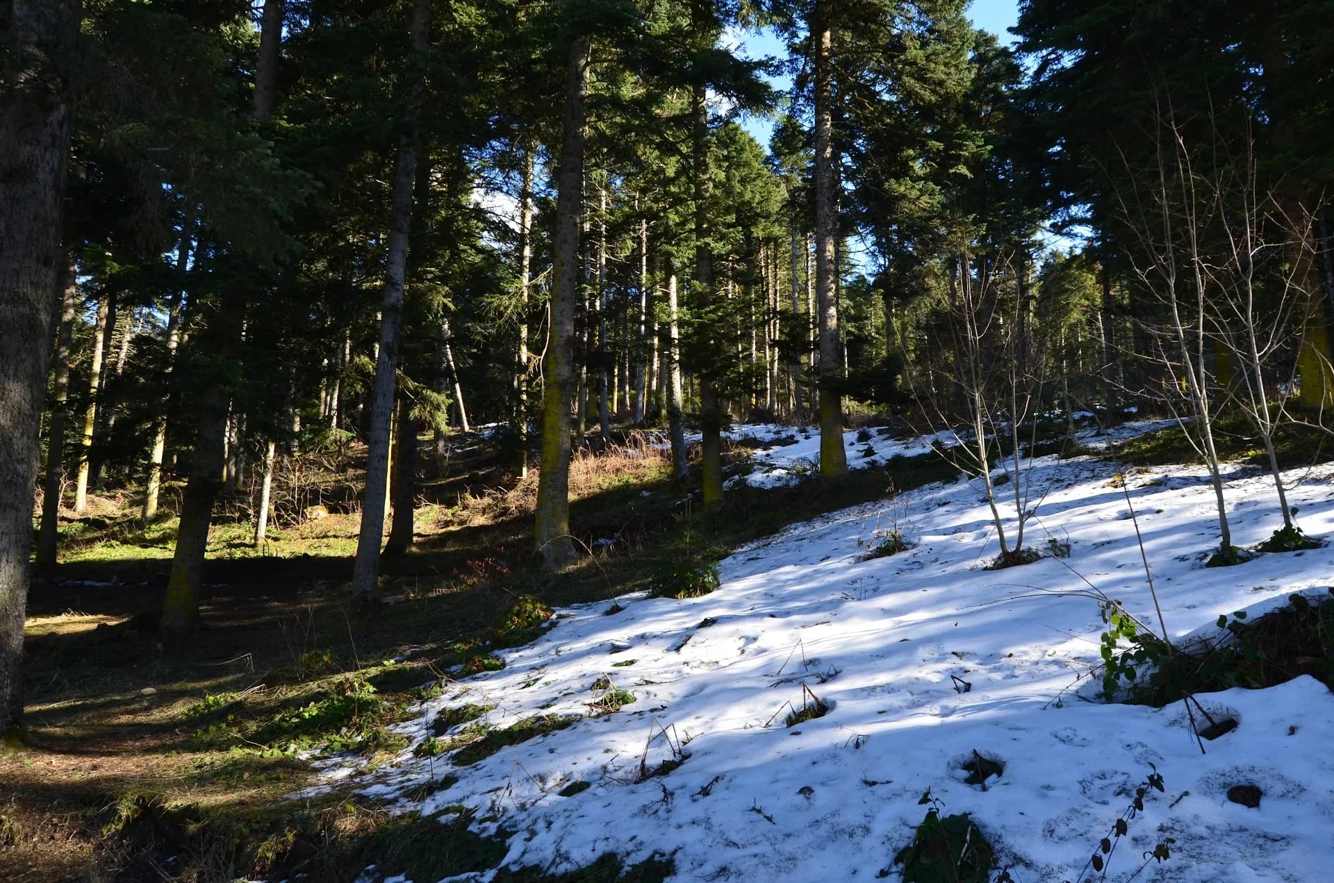 Kökez Tabiatı Koruma Alanı