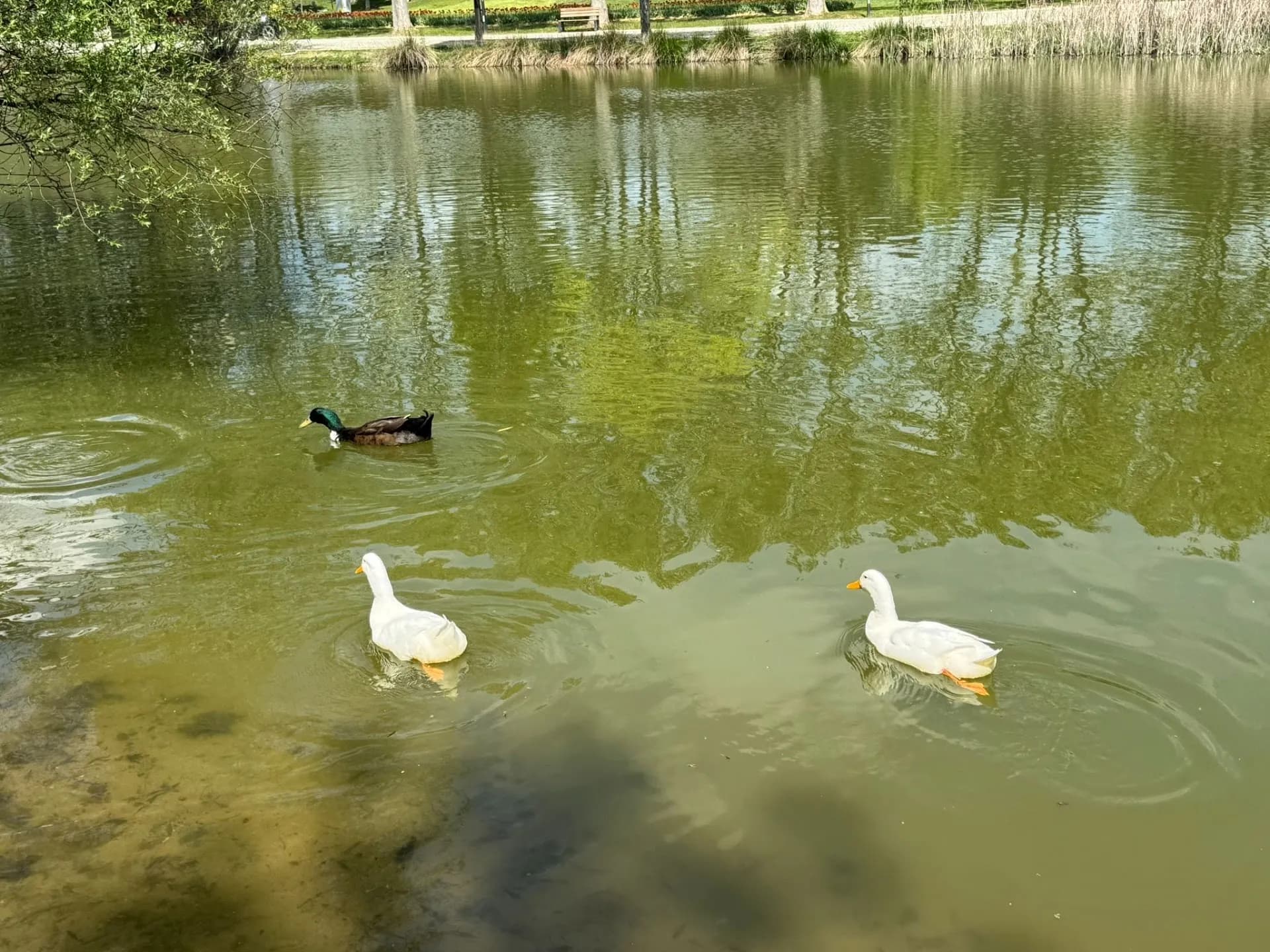 Soğanli botanik park