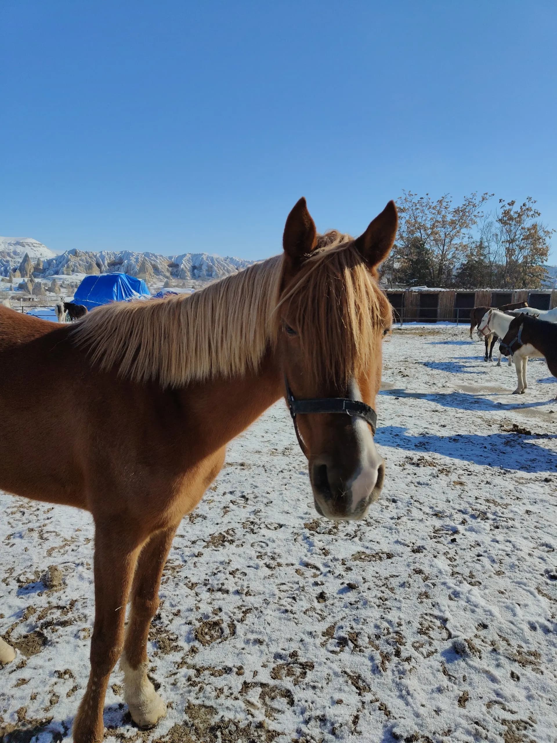Royal Horse Ranch Cappadocia 3
