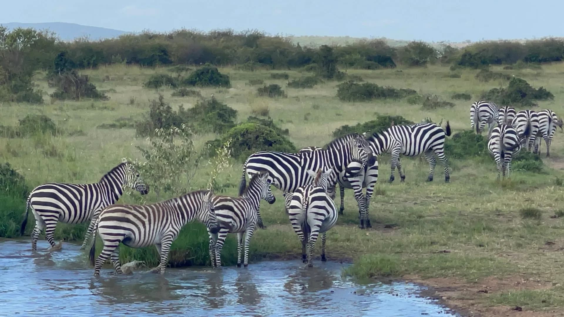 Savana Tur & Safari