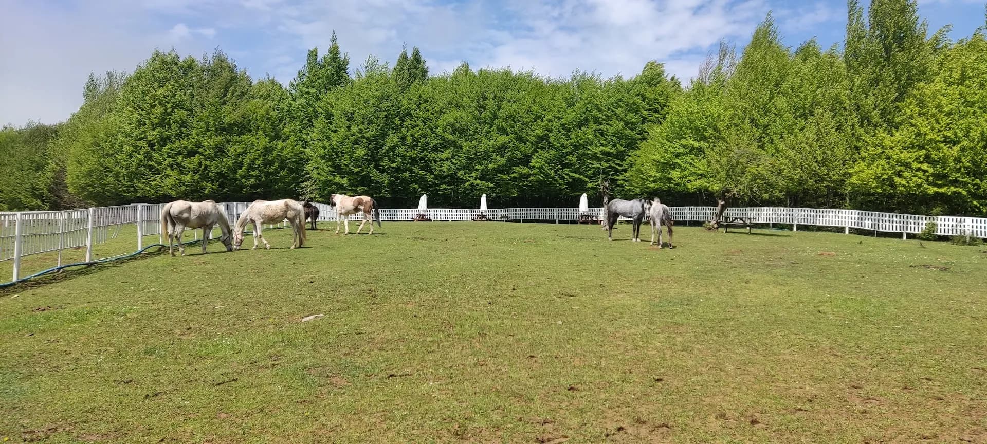 ABANT AT ÇİFTLİĞİ & AtAdam Horse Ranch 3