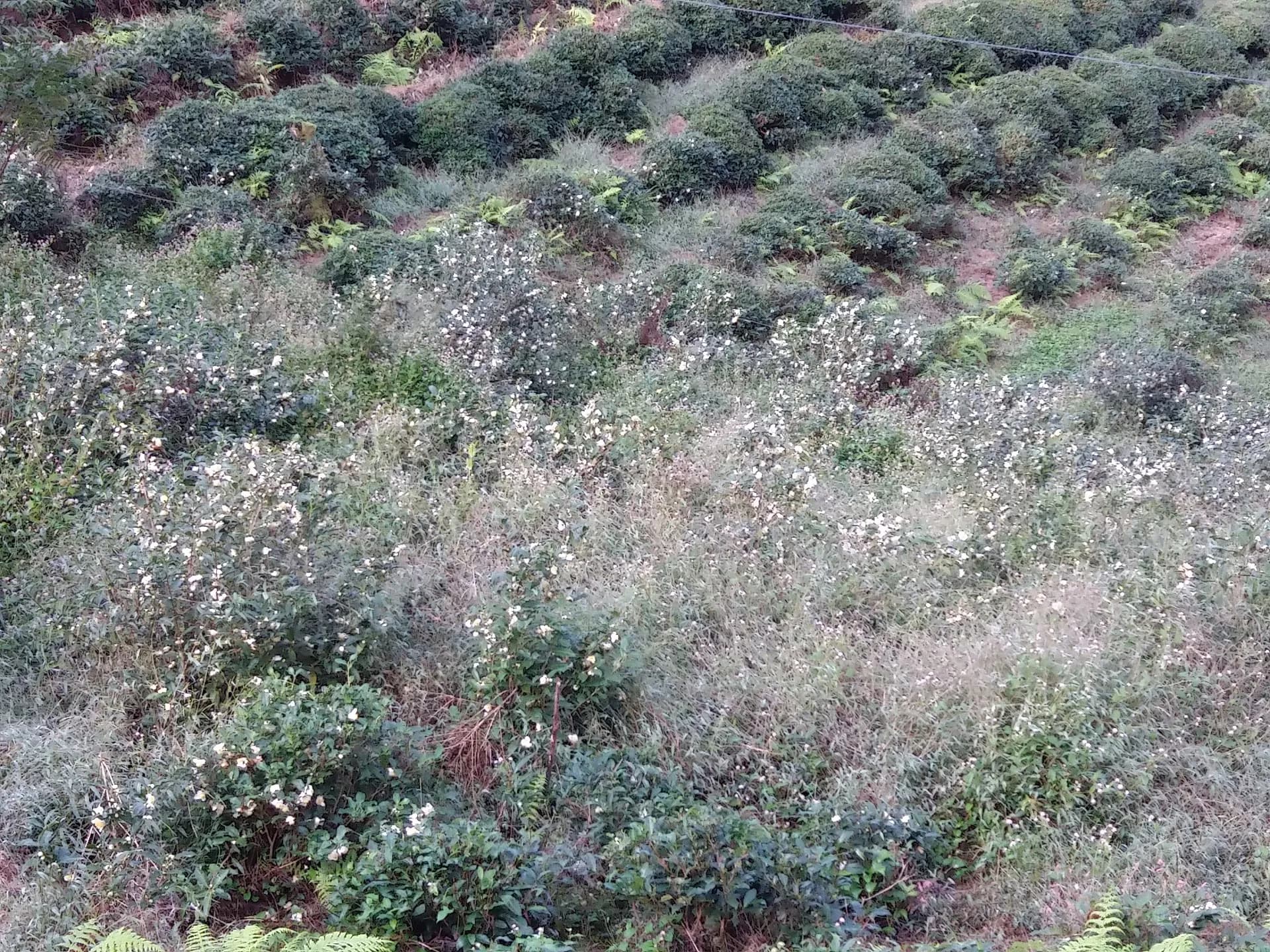 Haytef 2