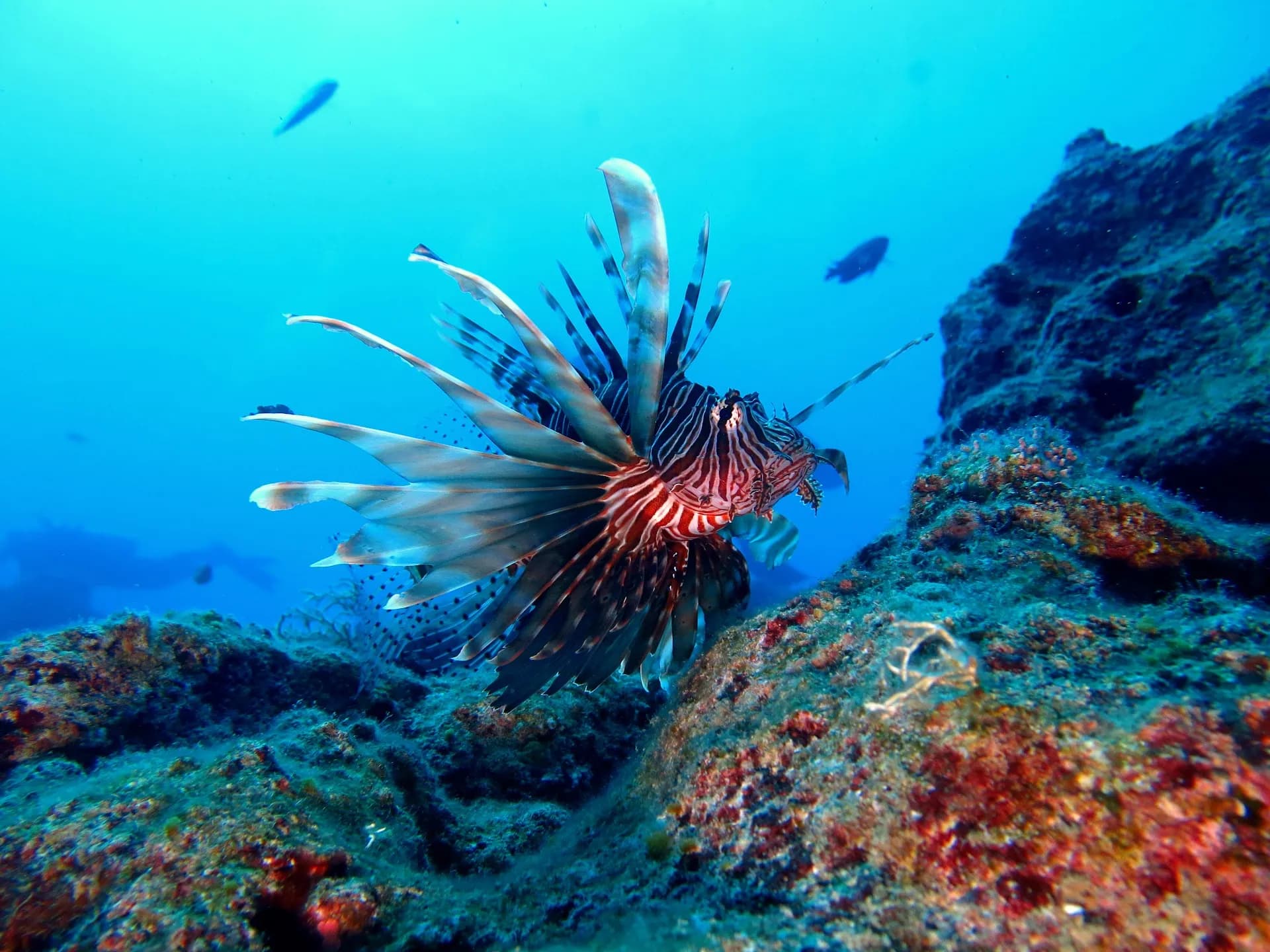 Fethiye Ölüdeniz Tüplü Dalış 3