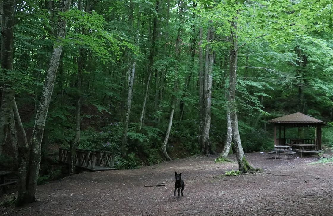 Göldağı Tabiat Parkı