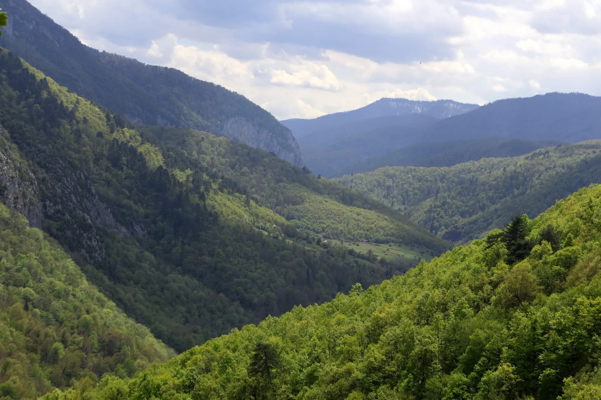 Yenice Kent Ormanı