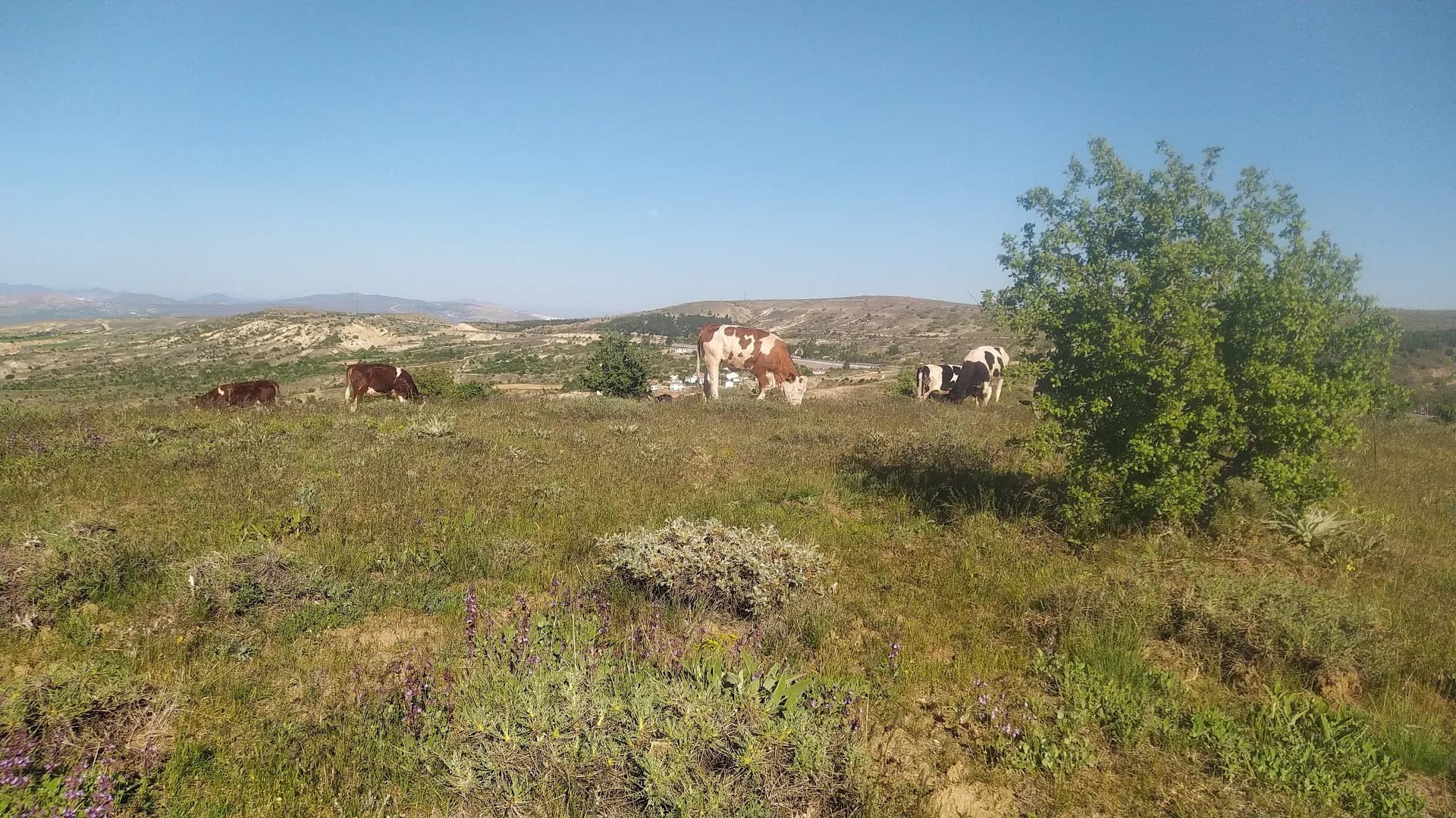 Elazığ Kent Ormanı