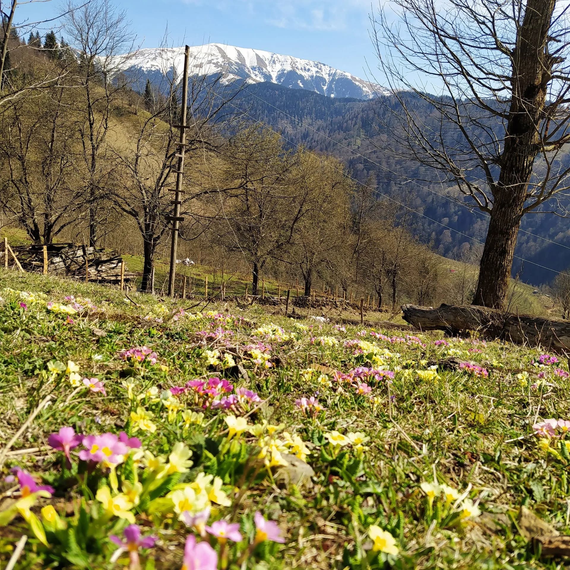 Göktepe