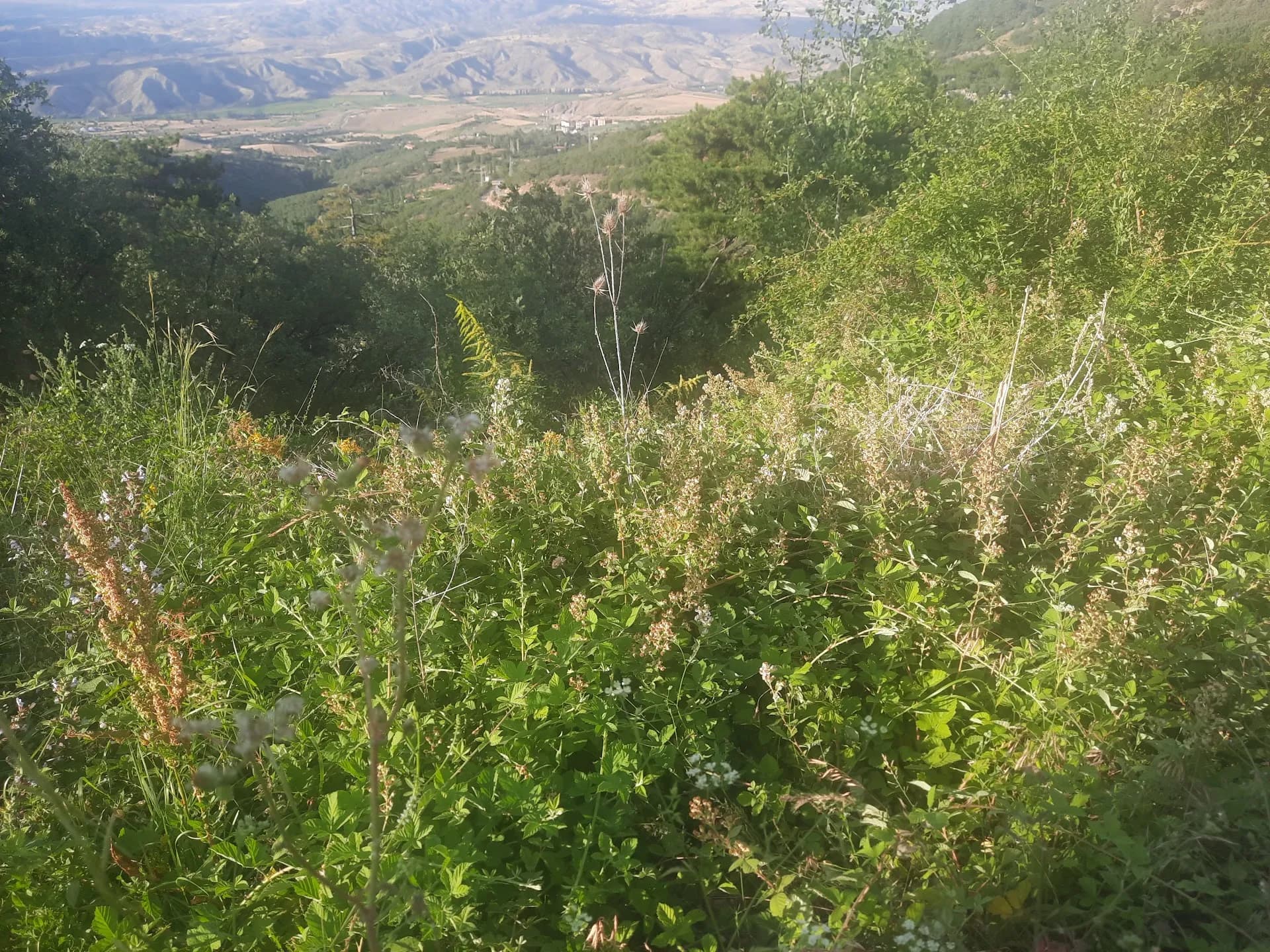 Laçin Yeşilgöl Şelalesi 3