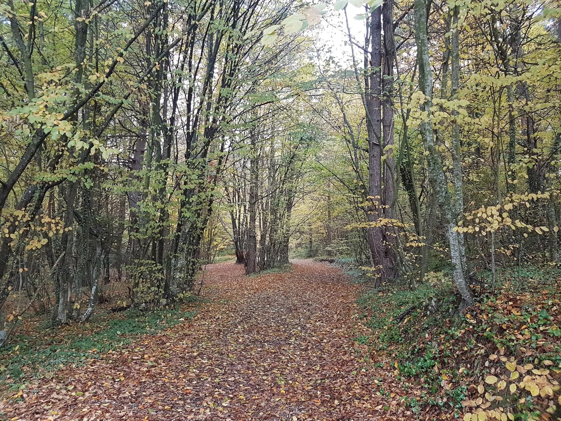 Bolu Kent Ormanı 2
